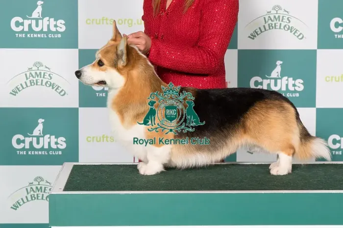 Framed Print : Best of Breed winner Welsh Pembroke Corgi 2025 Framed Print : Best of Breed winner Welsh Pembroke Corgi 2025
