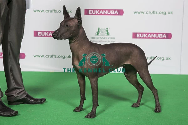 Best of Breed Xoloitzcuintle (Mexican Hairless) Std