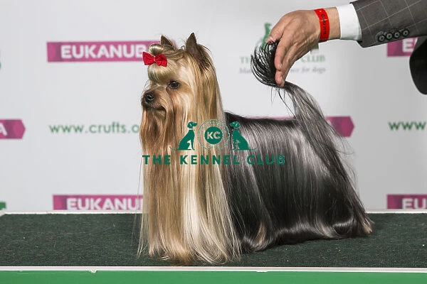 Best of Breed Yorkshire Terrier