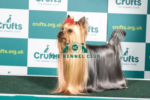Best of Breed YORKSHIRE TERRIER Crufts 2022