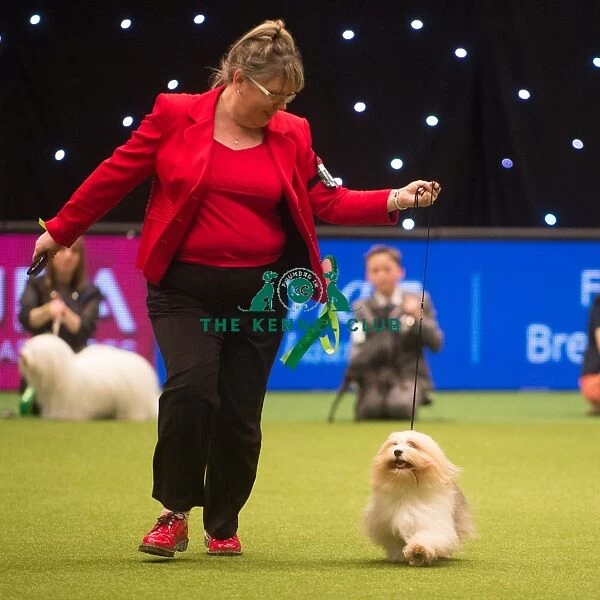 Best in Group, Crufts 2015