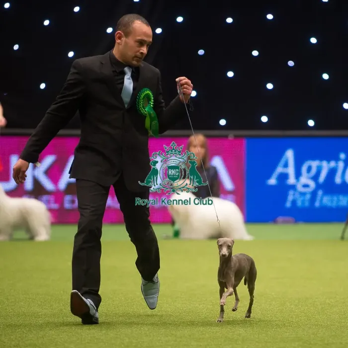 Framed Print : Best in Group, Crufts 2015 Framed Print : Best in Group, Crufts 2015