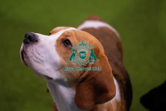 Framed Print : Best In Group Dogs And People Main Arena Beagle Framed Print : Best In Group Dogs And People Main Arena Beagle