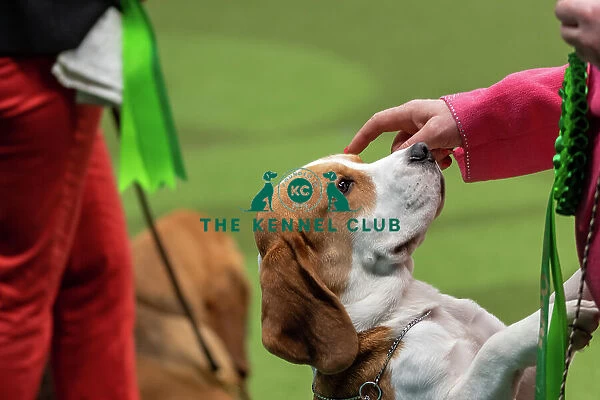 Best in Group Judging for Hound Group at Crufts 2023 on Saturday