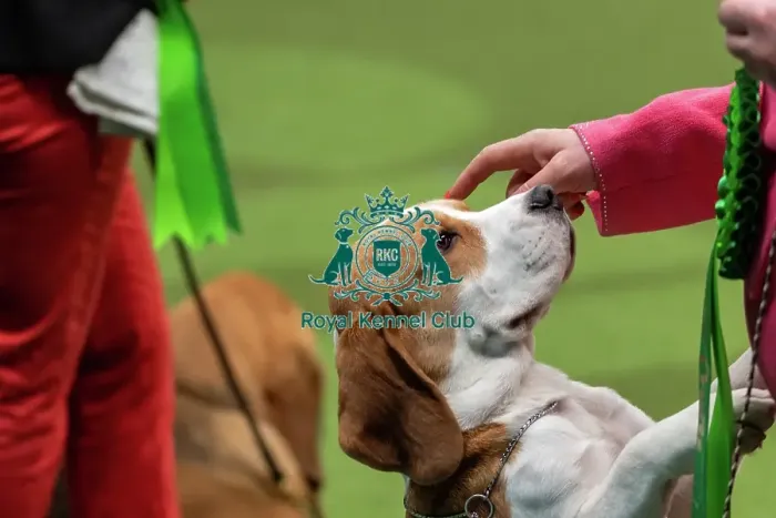 Framed Print : Best in Group Judging for Hound Group at Crufts 2023 on Saturday Framed Print : Best in Group Judging for Hound Group at Crufts 2023 on Saturday