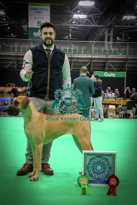 Framed Print : Best Puppy in Breed Great Dane at Crufts 2026