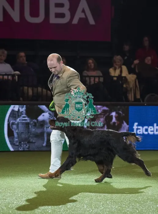 Framed Print : Best in Show, Crufts 2016 Framed Print : Best in Show, Crufts 2016