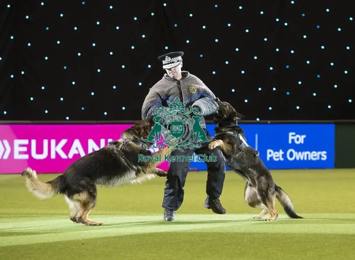 Framed Print : Best in Show, Crufts 2016 Framed Print : Best in Show, Crufts 2016