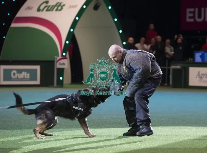 Framed Print : Best in Show, Crufts 2016 Framed Print : Best in Show, Crufts 2016