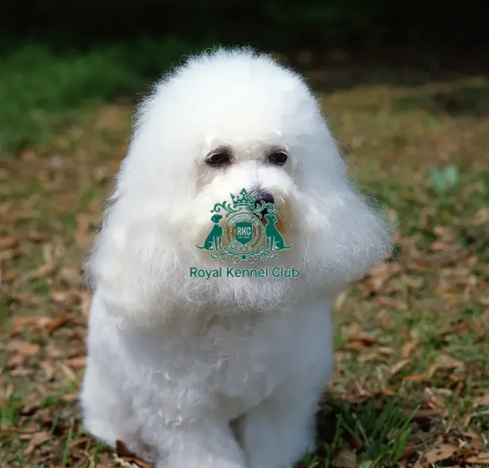 Framed Print : Bichon Frise Framed Print : Bichon Frise