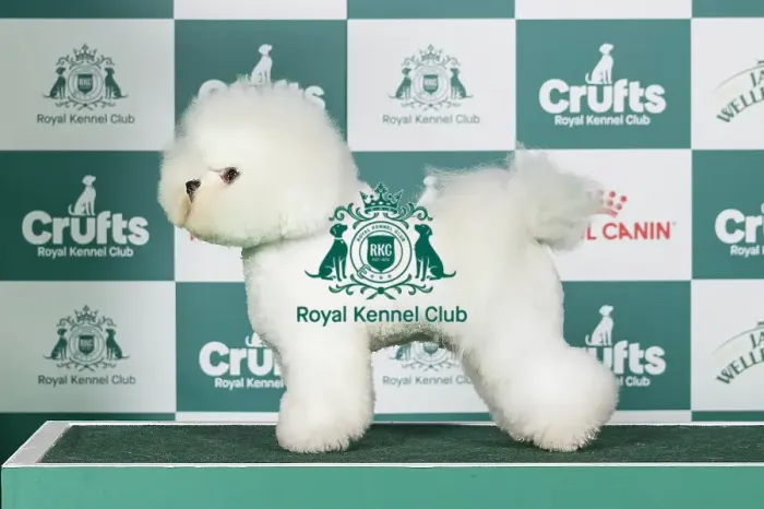 Framed Print : Bichon Frise Best of Breed Crufts 2026 Framed Print : Bichon Frise Best of Breed Crufts 2026