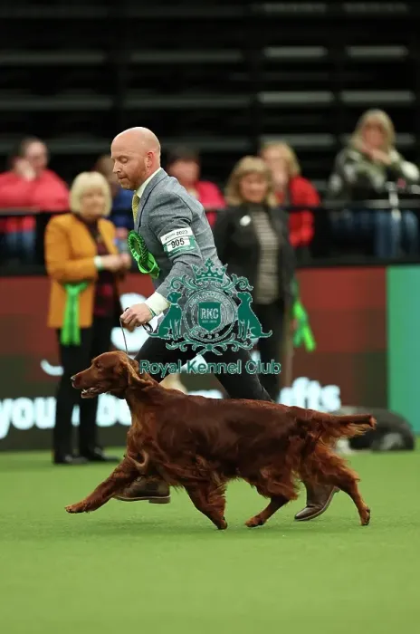 Framed Print : Blake Crocker from Somerset with Gloria, an Irish Setter, which was the Best of Breed winner today (Thursday 09. 03. 23), the first day of Crufts 2023, at the NEC Birmingham Framed Print : Blake Crocker from Somerset with Gloria, an Irish Setter, which was the Best of Breed winner today (Thursday 09. 03. 23), the first day of Crufts 2023, at the NEC Birmingham