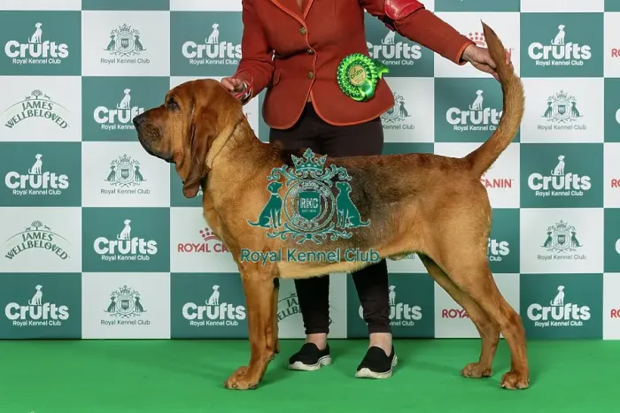Framed Print : Bloodhound Best of Breed Crufts 2026 Framed Print : Bloodhound Best of Breed Crufts 2026