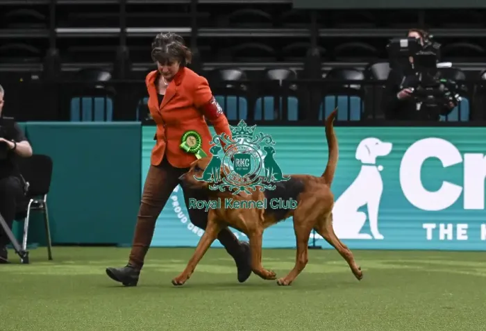 Framed Print : Bloodhound, with Keeper, a Bloodhound which was the Best of Breed winner today (Thursday 06 / 03 / 25)