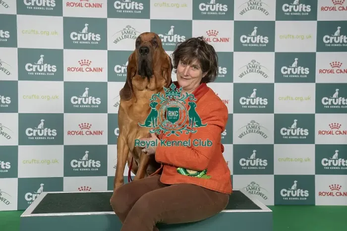 Framed Print : Bloodhound, with Keeper, a Bloodhound which was the Best of Breed winner today (Thursday 06 / 03 / 25)