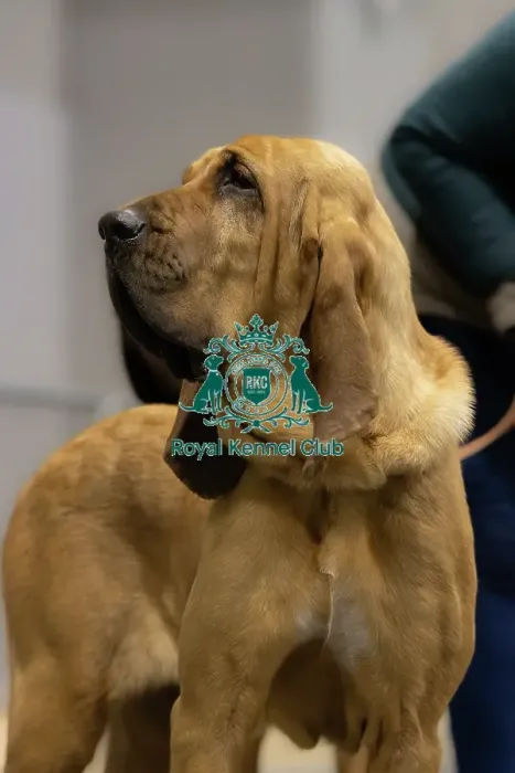 Framed Print : Bloodhound Portrait