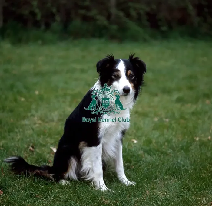 Framed Print : Border Collie Framed Print : Border Collie