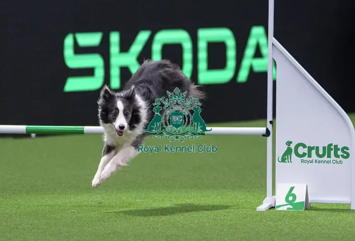 Framed Print : Border Collie - Agility Singles, Crufts 2026 Border Collie - Agility Singles, Crufts 2026 Framed Print : Border Collie - Agility Singles, Crufts 2026 Border Collie - Agility Singles, Crufts 2026
