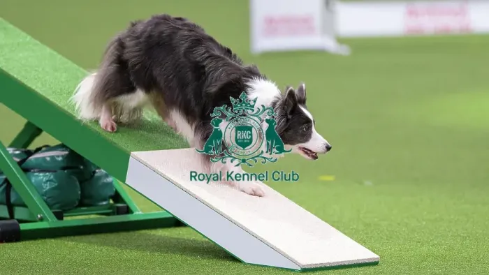 Framed Print : Border Collie - Agility Singles, Crufts 2026 Border Collie - Agility Singles, Crufts 2026 Framed Print : Border Collie - Agility Singles, Crufts 2026 Border Collie - Agility Singles, Crufts 2026