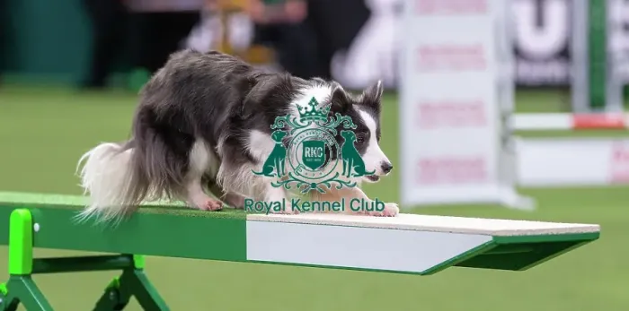 Framed Print : Border Collie - Agility Singles, Crufts 2026 Border Collie - Agility Singles, Crufts 2026 Framed Print : Border Collie - Agility Singles, Crufts 2026 Border Collie - Agility Singles, Crufts 2026