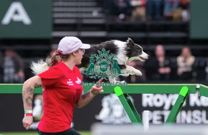 Framed Print : Border Collie - Agility Singles, Crufts 2026 Border Collie - Agility Singles, Crufts 2026 Framed Print : Border Collie - Agility Singles, Crufts 2026 Border Collie - Agility Singles, Crufts 2026