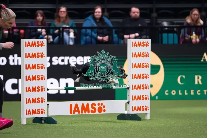 Framed Print : Border Collie competing in Crufts Singles Intermediate