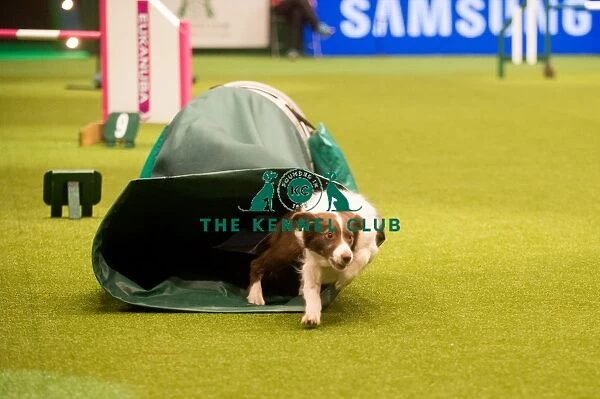 border collie going through the tunnel at Crufts 2015