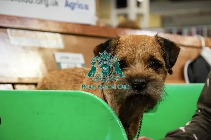 Framed Print : A Border Terrier On The Benches Framed Print : A Border Terrier On The Benches