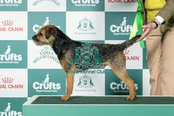 Framed Print : Border Terrier Best of Breed Crufts 2026 Framed Print : Border Terrier Best of Breed Crufts 2026