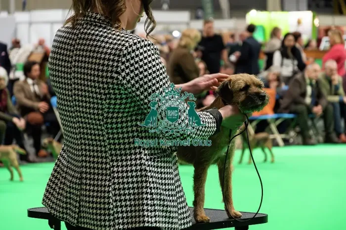 Framed Print : A Border Terrier On The Judging Table Framed Print : A Border Terrier On The Judging Table