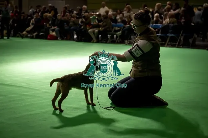 Framed Print : Border Terrier showing in ring 12 Framed Print : Border Terrier showing in ring 12