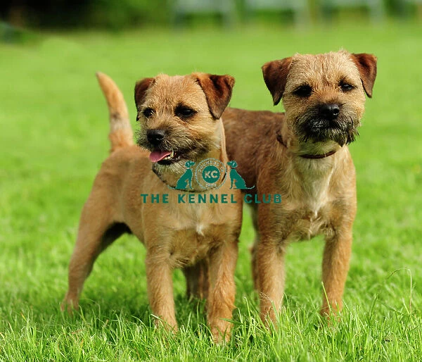 border terriers. 2 border terriers uk