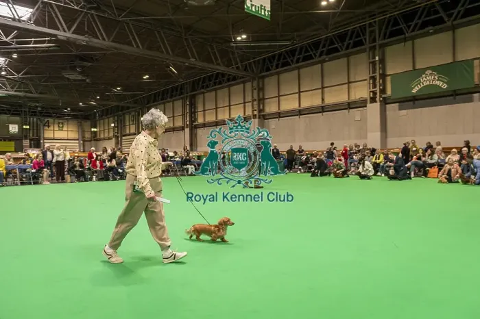 Framed Print : Border Terrier's being shown in Ring 12 Framed Print : Border Terrier's being shown in Ring 12