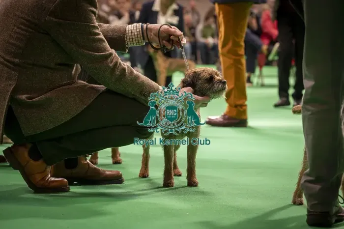 Framed Print : Border Terrier's being shown in Ring 12 today (Thursday 06 / 03 / 25) Framed Print : Border Terrier's being shown in Ring 12 today (Thursday 06 / 03 / 25)