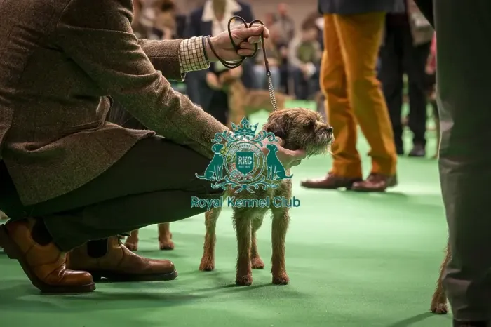 Framed Print : Border Terrier's being shown in Ring 12 today (Thursday 06 / 03 / 25) Framed Print : Border Terrier's being shown in Ring 12 today (Thursday 06 / 03 / 25)
