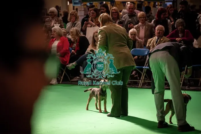 Framed Print : Border Terrier's being shown in Ring 12 today (Thursday 06 / 03 / 25) Framed Print : Border Terrier's being shown in Ring 12 today (Thursday 06 / 03 / 25)