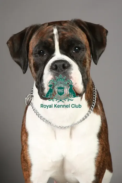 Framed Print : Boxer, Crufts 2013, working group, portrait, nick ridley, stock images, KCPL, KCPL_Stock Framed Print : Boxer, Crufts 2013, working group, portrait, nick ridley, stock images, KCPL, KCPL_Stock