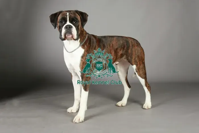 Framed Print : Boxer, Crufts 2013, working group, stock images, portrait, nick ridley, KCPL, KCPL_Stock
