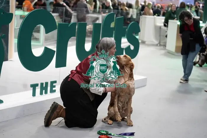 Framed Print : Bracco Italiano in front of Crufts sign Framed Print : Bracco Italiano in front of Crufts sign