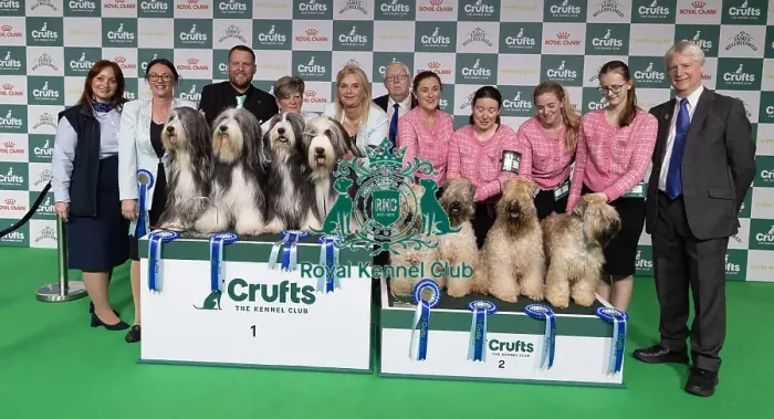 Framed Print : Breeder Rachel Salter with her Bearded Collie winners who was competing today in the Breeders Competiition with runners Framed Print : Breeder Rachel Salter with her Bearded Collie winners who was competing today in the Breeders Competiition with runners