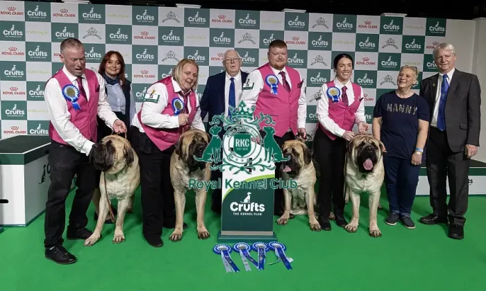 Framed Print : Breeders Tracey & Steve Coulman-Howell with their 4th placed Mastiffs who was competing today in the Breeders Framed Print : Breeders Tracey & Steve Coulman-Howell with their 4th placed Mastiffs who was competing today in the Breeders