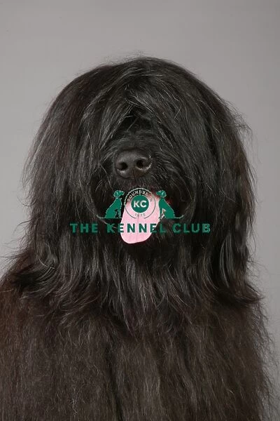 Briard, Crufts 2013, pastoral group, KCPL, nick ridley, portait, stock images, KCPL_Stock
