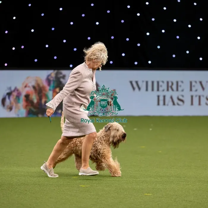 Framed Print : British Vulnerable Breed Competition Crufts 2022 Framed Print : British Vulnerable Breed Competition Crufts 2022