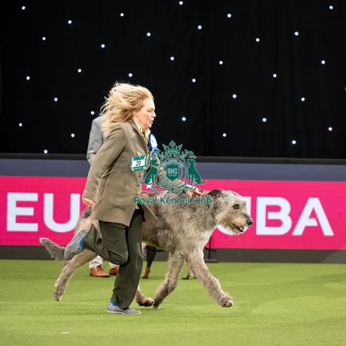 Framed Print : British Vulnerable Breed Competition Crufts 2022 Framed Print : British Vulnerable Breed Competition Crufts 2022