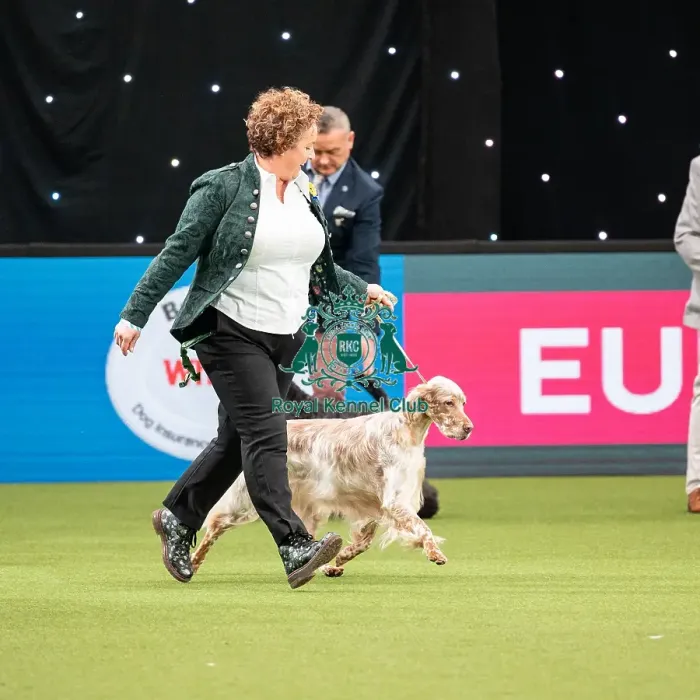 Framed Print : British Vulnerable Breed Competition Crufts 2022 Framed Print : British Vulnerable Breed Competition Crufts 2022