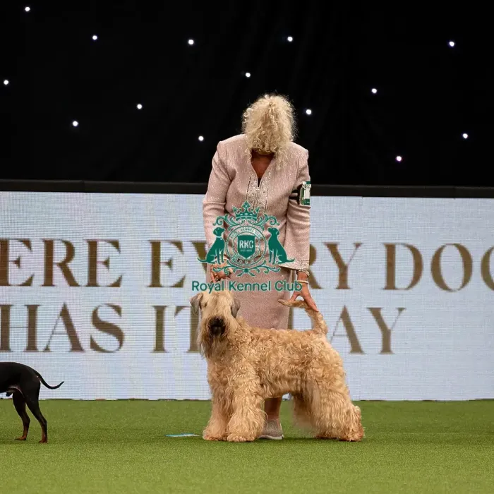 Framed Print : British Vulnerable Breed Competition Crufts 2022 Framed Print : British Vulnerable Breed Competition Crufts 2022