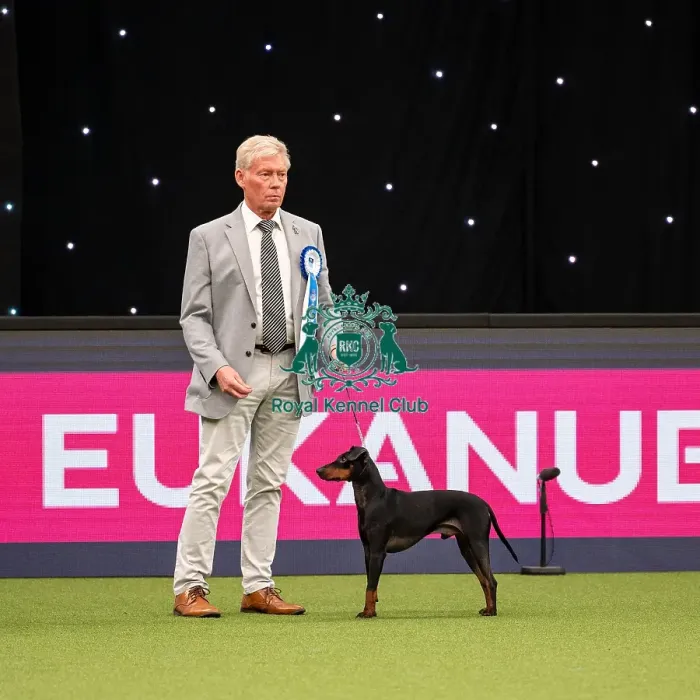 Framed Print : British Vulnerable Breed Competition Crufts 2022