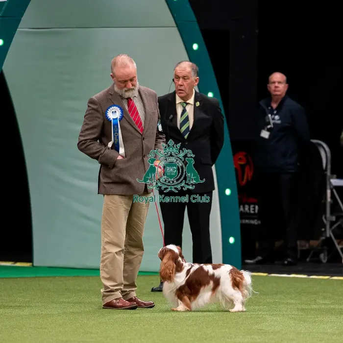 Framed Print : British Vulnerable Breed Competition Crufts 2022