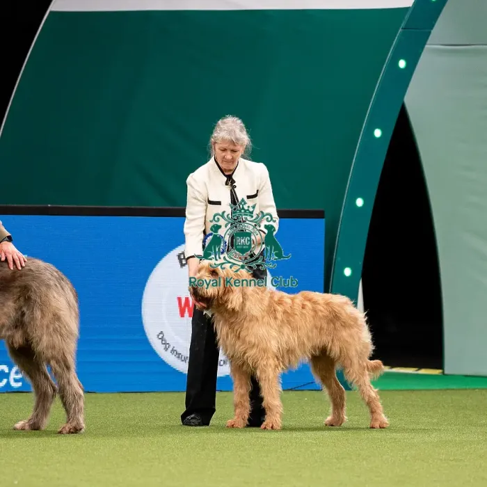 Framed Print : British Vulnerable Breed Competition Crufts 2022 Framed Print : British Vulnerable Breed Competition Crufts 2022