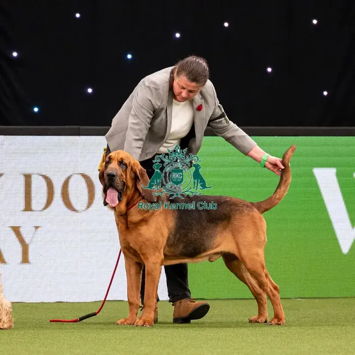 Framed Print : British Vulnerable Breed Competition Crufts 2022 Framed Print : British Vulnerable Breed Competition Crufts 2022